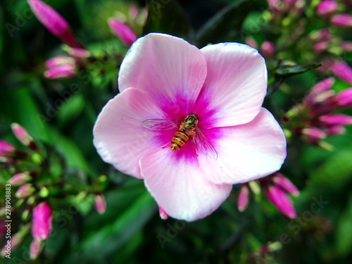 A flower fly masquerading as a honey bee. Photo taken on Ibiza, Spain