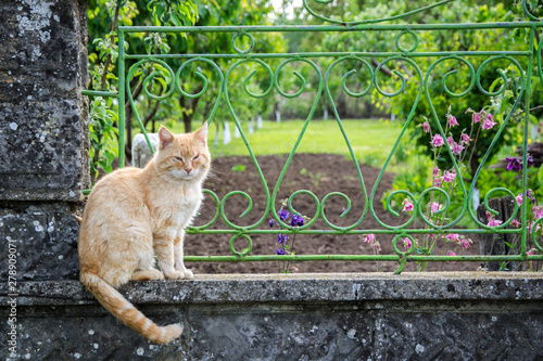 Beautiful beige and white cat resting in the garden, relaxing on the fence of the house, eyes closed