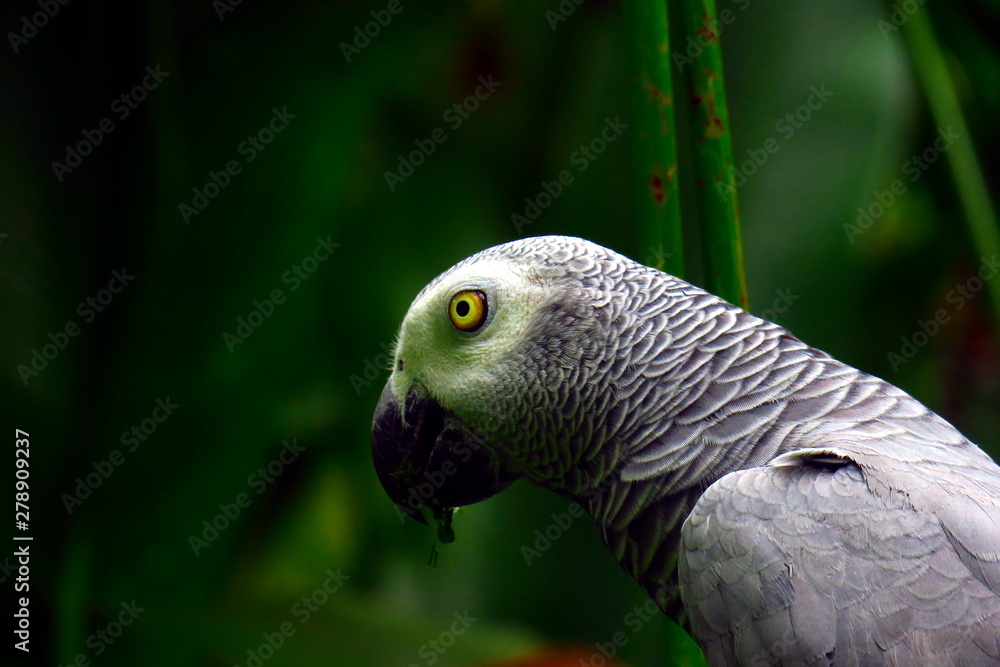 Fototapeta premium Parrots on Bali, in Indonesia