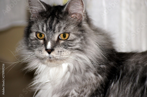 Portrait einer Maine Coon Katze © zeralein