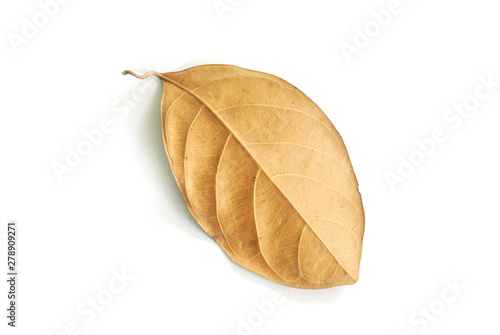 Dry leaves on white background.  With Clipping Path .