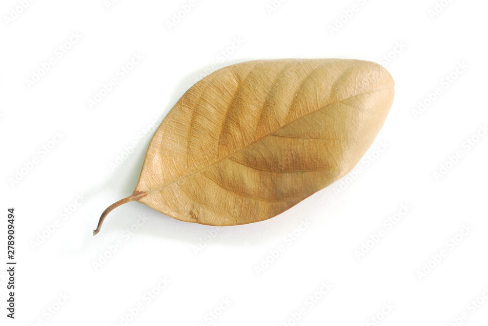 Dry leaves on white background. (With Clipping Path). Dry leaves on white background. (With Clipping Path).