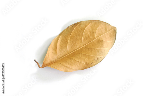 Dry leaves on white background.  With Clipping Path .