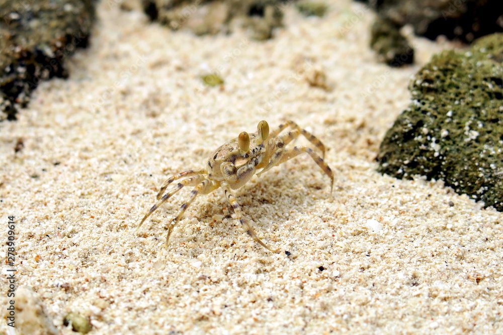Crab close-up taken on the Maldives