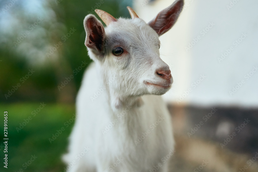 portrait of a goat portrait of a goat