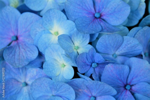 青　花　アジサイ