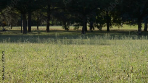 attivià fisiche nel parco in un bel pomeriggio estivo