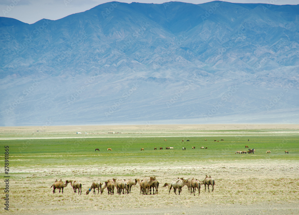 Fototapeta premium Bactrian or two-humped camel