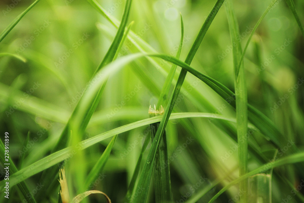 Beutiful green grass close up with drops of water in summertime. Soft and blur conception Beutiful green grass close up with drops of water in summertime. Soft and blur conception