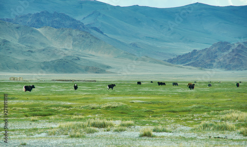 Natural landscape of grazing yak , Mongolia.