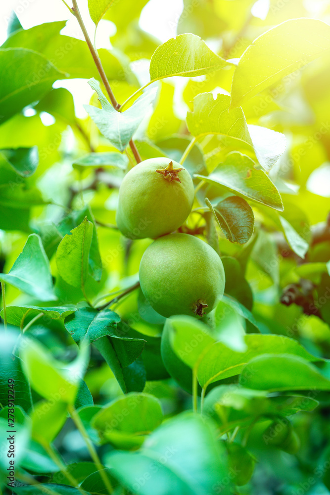 pear tree and pears on branch