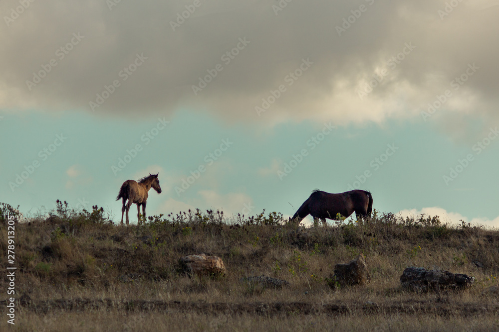 Two horses in a field, cloudy sky, Portugal