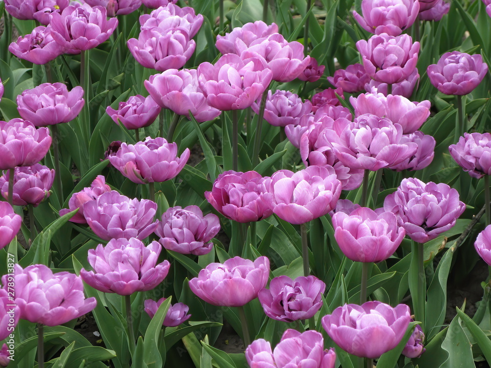 Obraz premium pink - magenta tulips in the garden