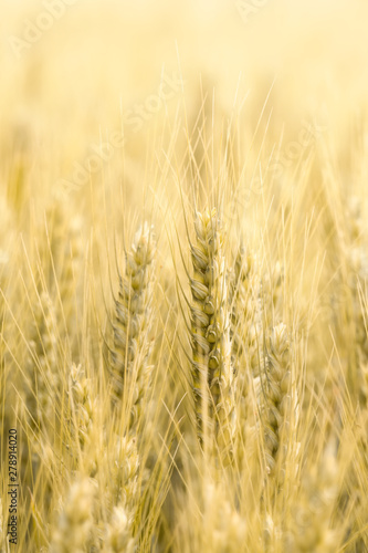Beautiful closeup of growing wheat cereals crop. Vertical and copy space. Agriculture  food industry concept background or backdrop.