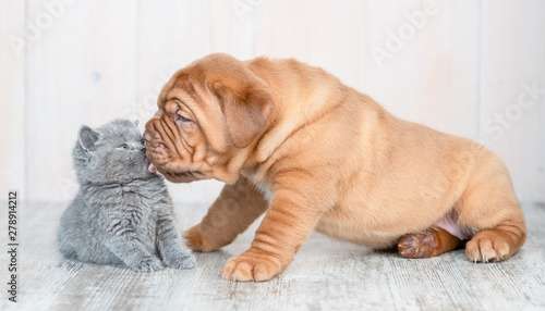 Fototapeta Naklejka Na Ścianę i Meble -  Mastiff puppy licking kitten on the floor at home