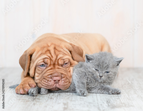 Puppy hugging kitten on the floor at home
