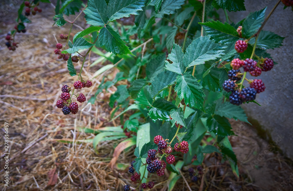 Fresh and organic dewberry, blackberry Fresh and organic dewberry, blackberry
