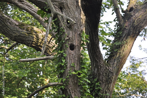 bird nesting hole in tree