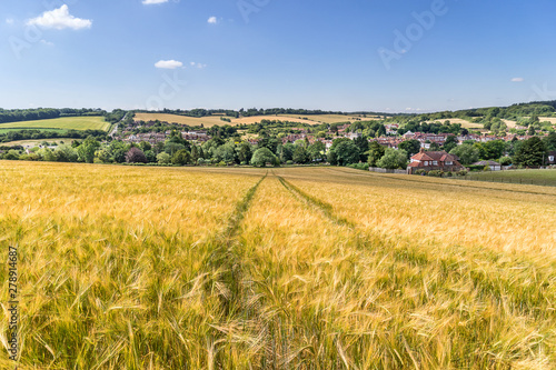 Looking across a barley field to Old Amersham