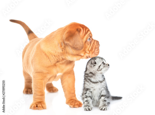 Tabby kitten sitting with mastiff puppy in profile and looking away on empty space. isolated on white background