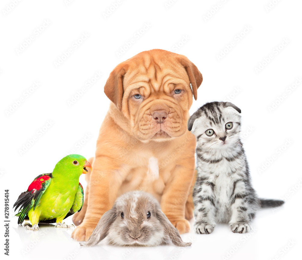 Group of pets - parrot,rabbit,cat and dog sitting together in front view. Isolated on white background