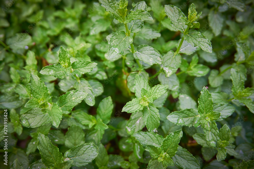 Fresh, organic green mint
