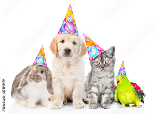 Group of pets with party hats sitting together in front view and looking at camera. Isolated on white background © Ermolaev Alexandr