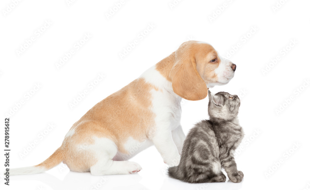 Beagle puppy and tabby kitten sitting in profile together. isolated on white background
