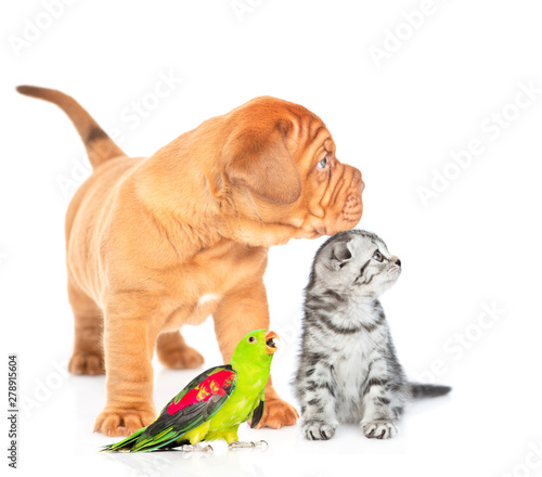 Mastiff puppy  tabby kitten and parrot sitting in profile and looking away on empty space. isolated on white background