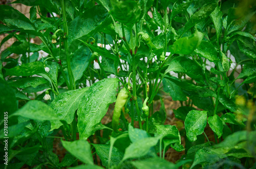 Green and fresh pepper plant