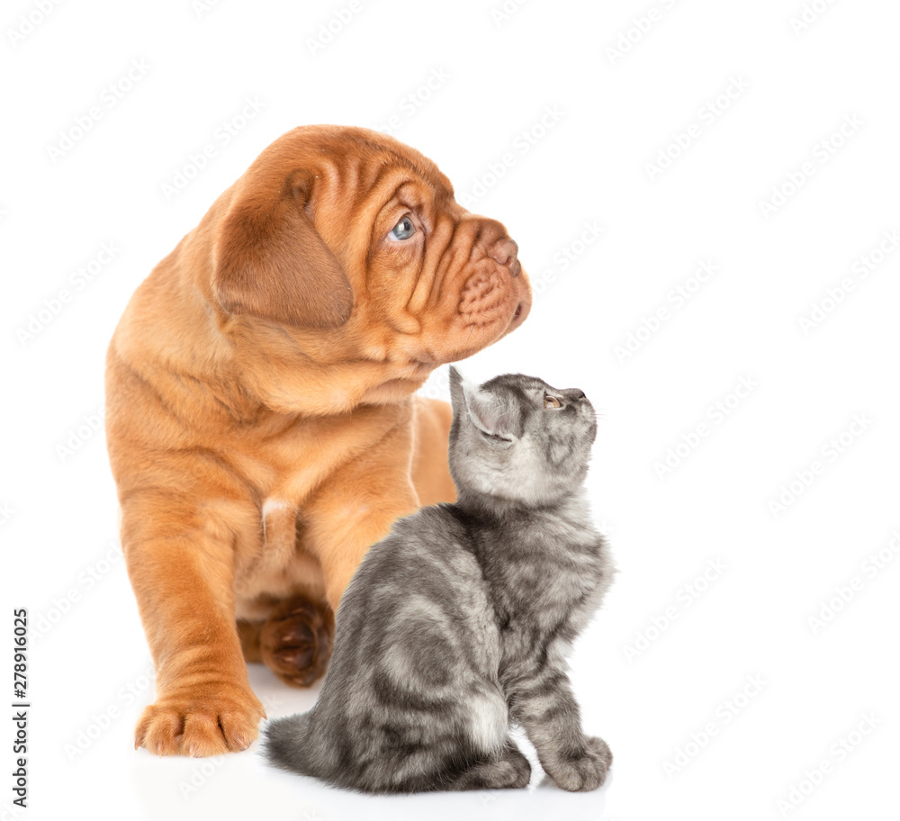 Tabby kitten sitting with mastiff puppy in profile. isolated on white background Tabby kitten sitting with mastiff puppy in profile. isolated on white background