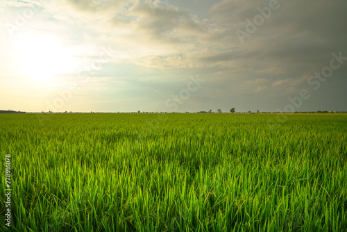 Landscape of rice paddy field