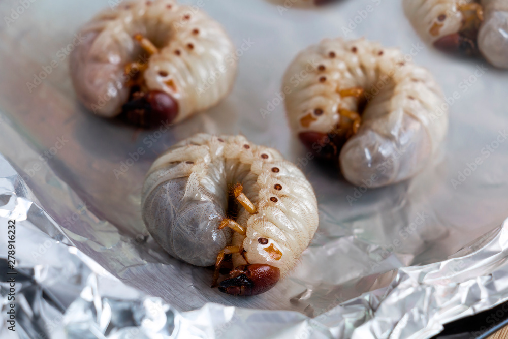 Food Insects: Grub Worms or Coconut Rhinoceros Beetle (Oryctes Rhinoceros)  for eating larvae fried or baked on baking tray is good source of protein  which edible. Future food, entomophagy concept. Stock Photo
