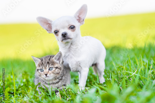 Portrait of a chihuahua puppy and a kitten on green summer grass © Ermolaev Alexandr