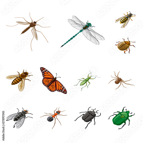 Isolated object of insect and fly logo. Collection of insect and entomology stock vector illustration.