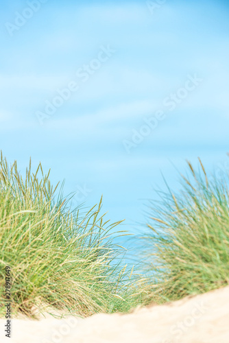 Fototapeta Naklejka Na Ścianę i Meble -  Dune with beach grass on Sylt island.