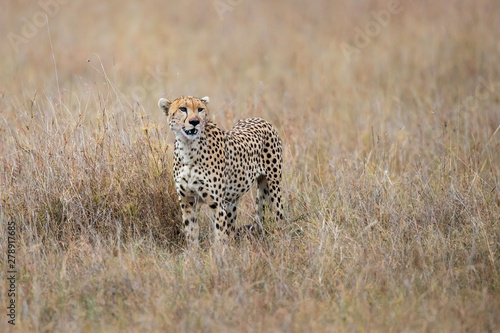 Cheetah male standing next to his prey after eating a part of it in Masai Mara National Park in Kenya