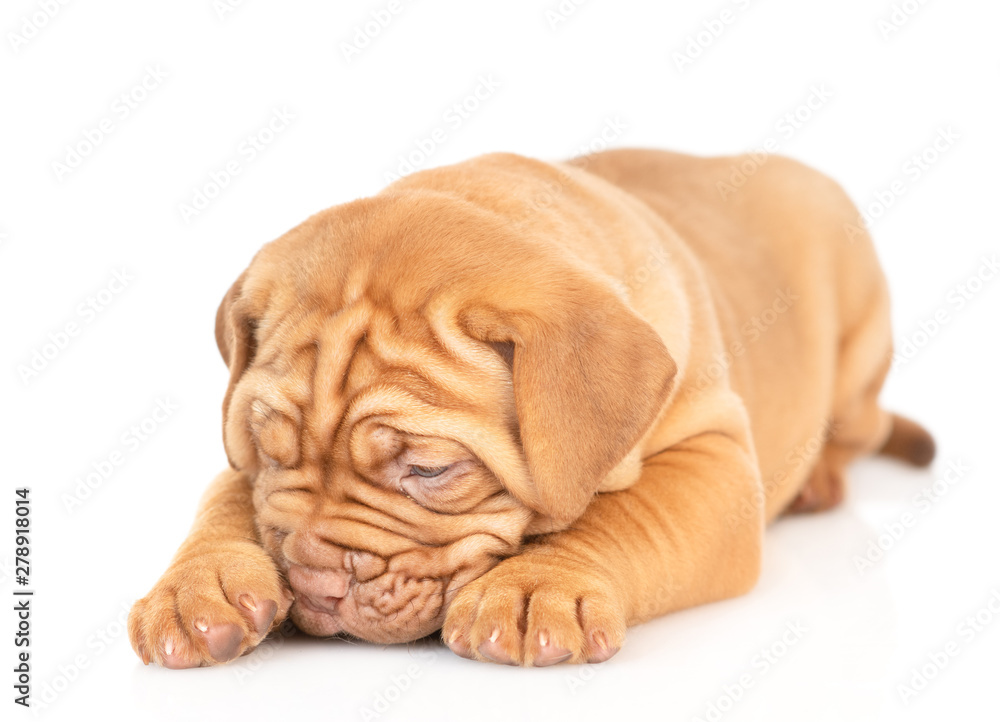 Sad puppy lying and looking down. isolated on white background Sad puppy lying and looking down. isolated on white background