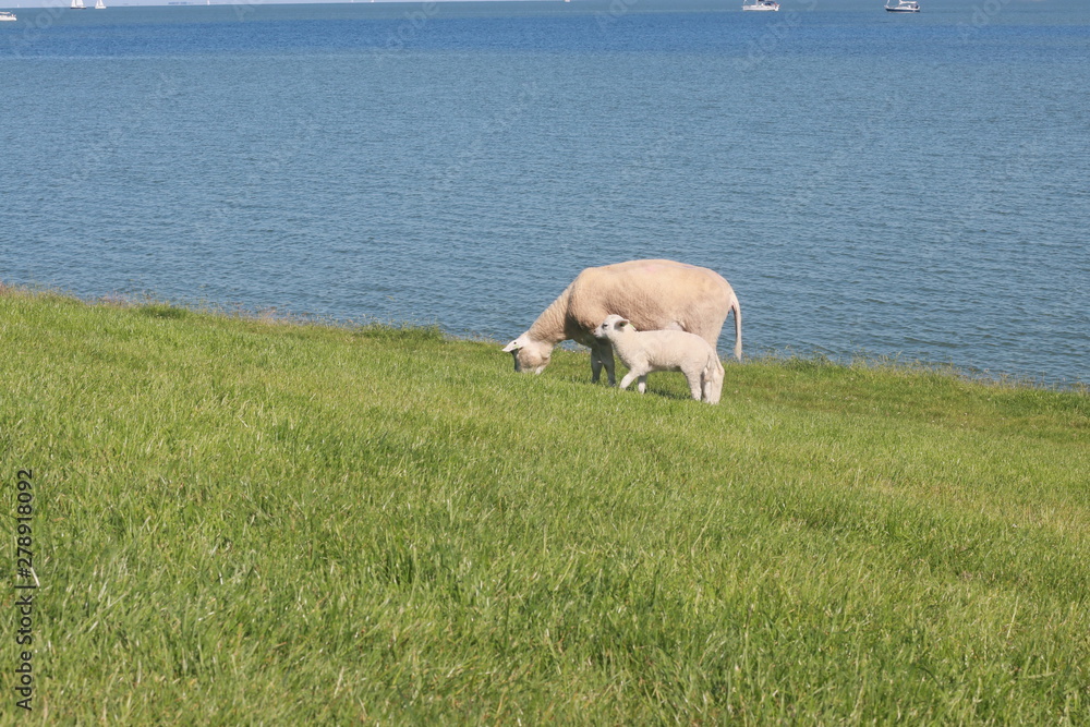 Fototapeta premium Sheep grazing in green fields at the coast