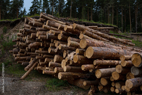 Illegal Deforestation Of Nature Reserve. Stacks Of Round Harvested Coniferous Wood, Tree Trunks Piled On Forest Glade.