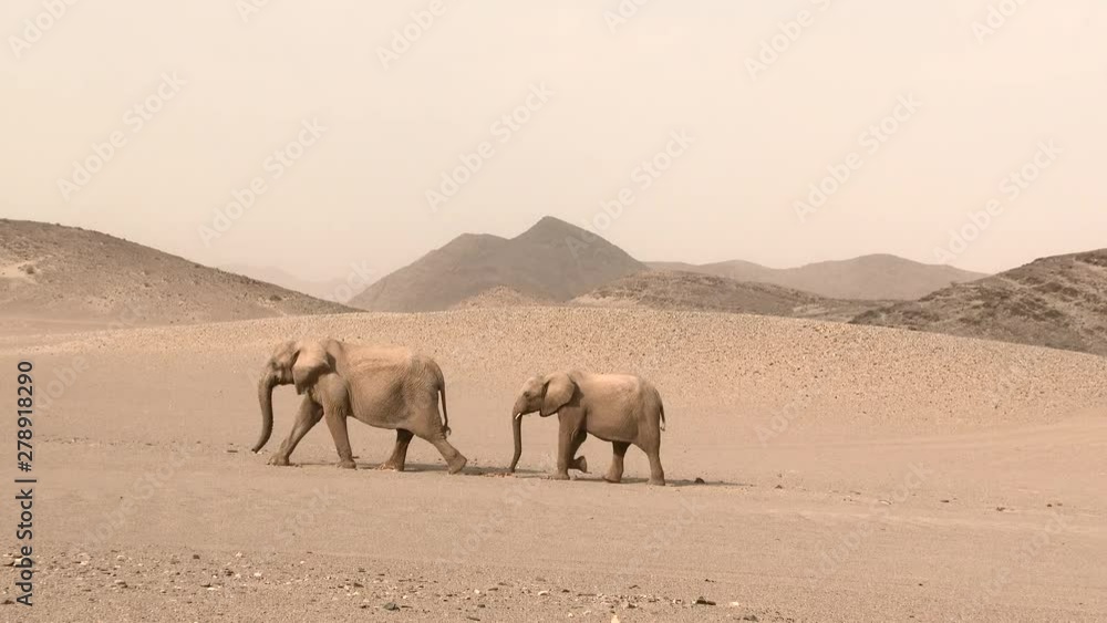 Desert elephant (Loxodonta africana) family with a tiny calf around a waterhole in the Hoanib desert, Namibia. Desert elephant (Loxodonta africana) family with a tiny calf around a waterhole in the Hoanib desert, Namibia.