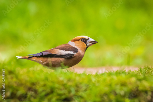Closeup of a male hawfinch Coccothraustes coccothraustes songbird perched in a forest.