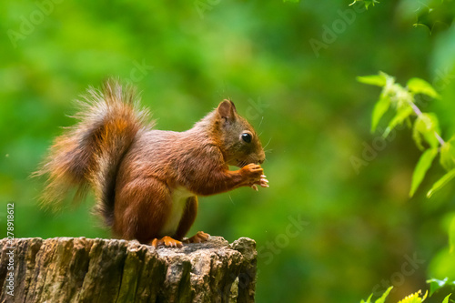 Closeup of a Eurasian red squirrel, Sciurus vulgaris, eating nuts in a forest. © Sander Meertins