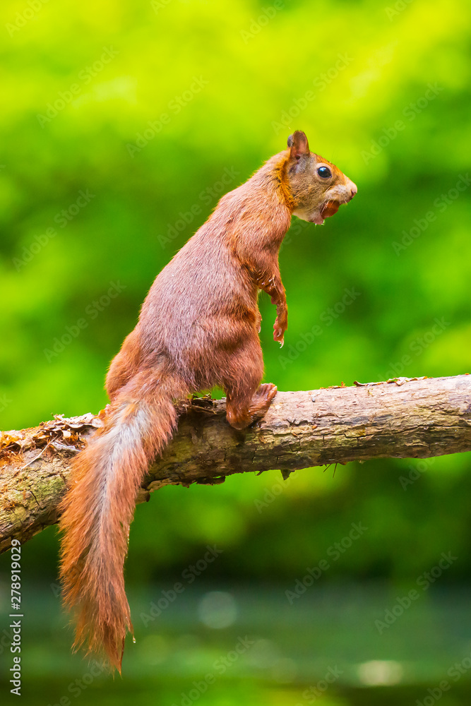 Curious Eurasian red squirrel, Sciurus vulgaris, running and jumping through trees in a forest Curious Eurasian red squirrel, Sciurus vulgaris, running and jumping through trees in a forest