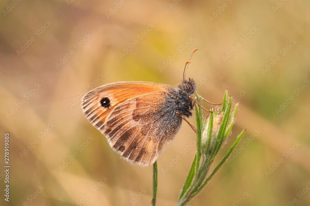 Obraz premium small heath butterfly (Coenonympha pamphilus) resting