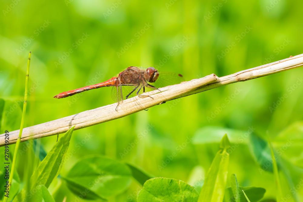 Red male Common Darter (Sympetrum striolatum) resting in a green meadow Red male Common Darter (Sympetrum striolatum) resting in a green meadow