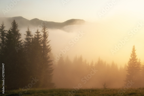 Fototapeta Naklejka Na Ścianę i Meble -  Fir forest on mountain hills at misty foggy weather. Green summer woodland in the fog