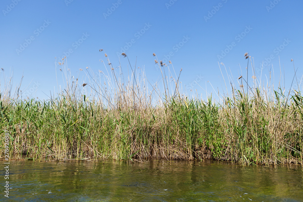 Obraz premium Rushes on the river bank