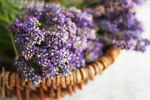 Lavandula Angustifolia  Lavendel  Heilkraut mit beruhigender Wirkung - der Duft der dich beruhigt