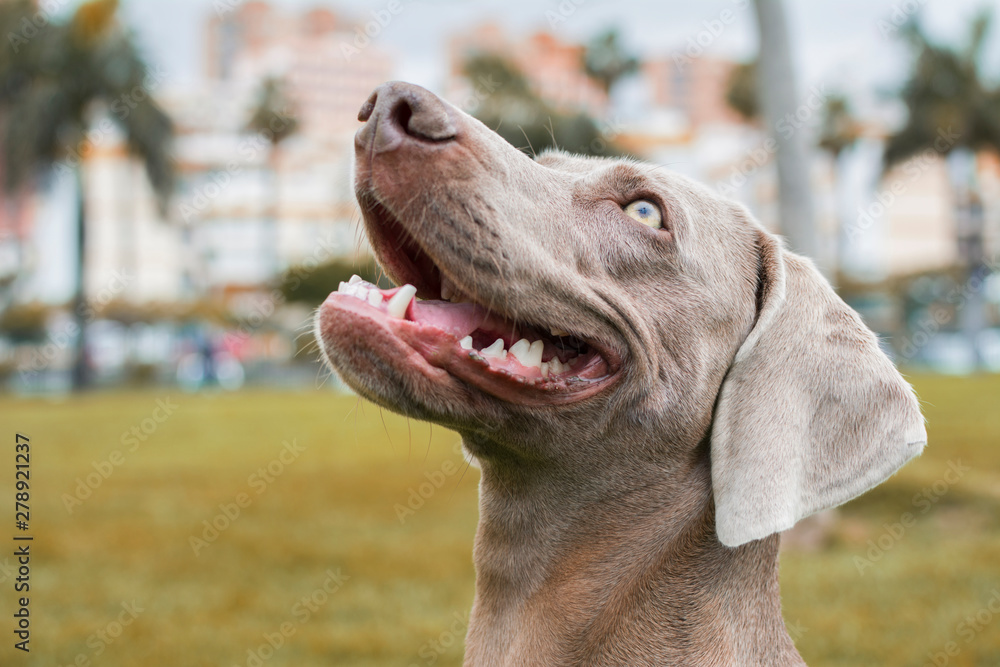 portrait of the head of a Weimaraner breed dog looking up contentedly.